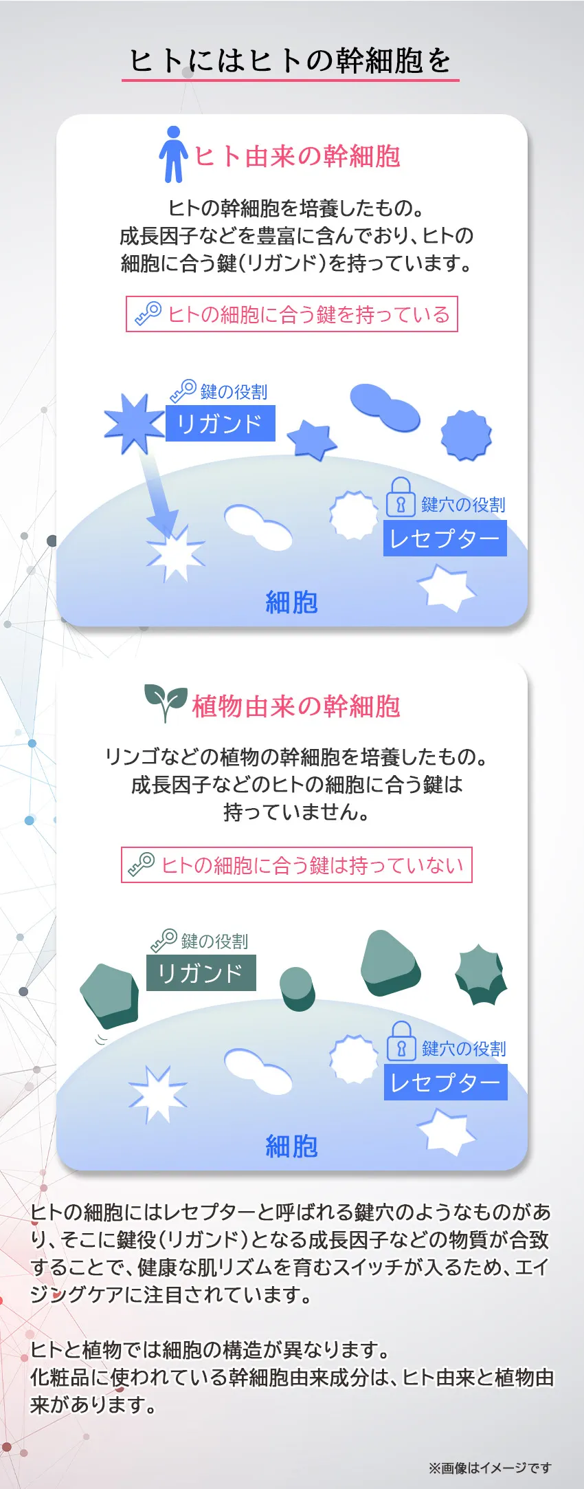 モイスチャーセラム