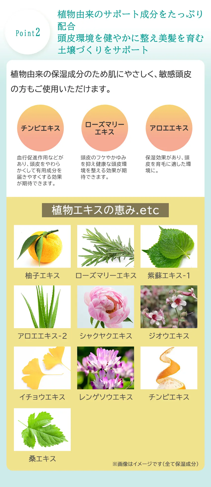 《リニューアル》薬用頭皮ケアトニックD 100mLフリー設計の説明